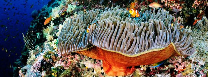 616/Barefoot at Havelock - Havelock Island 015.jpg